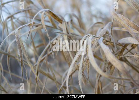 Vieilles pailles en hiver. Les feuilles de plantes sont décolorées et couvertes de givre et de givre congelés Banque D'Images