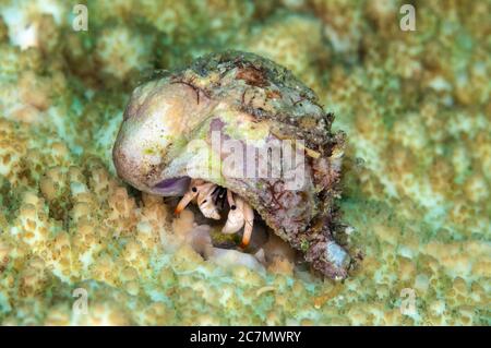 Petit crabe Hermit blanc, Calcinus minutus, site de plongée du récif d'Uhak, village d'Uhak, île de Wetar, près d'Alor, Indonésie, mer de Banda, océan Pacifique Banque D'Images