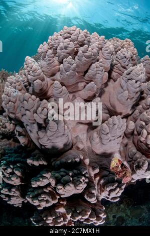 Cuir corail, Sindilaria sp, corail à la griffe avec le soleil en arrière-plan, site de plongée Tutuntute, près du village d'Uhak, île de Wetar, près d'Alor, Indonésie, Ban Banque D'Images