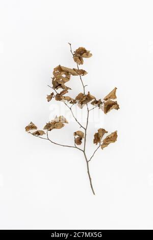 Détail minimaliste et simple de la nature - plat de brach avec feuilles séchées marron sur la neige blanche Banque D'Images