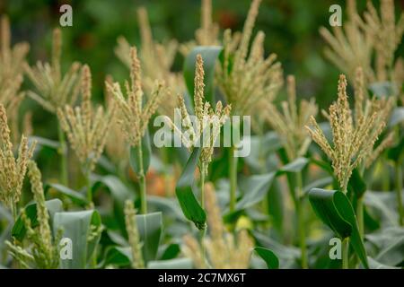 Groupe de cornes sucrées montrant des fleurs ou des glands mâles sur l'allotissement en juillet. Banque D'Images