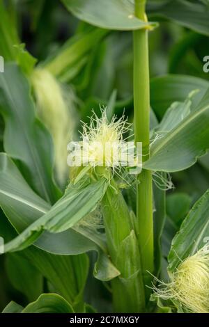 Les soies et les oreilles blanches, qui forment la partie femelle de la plante de maïs doux vue sur l'allotissement en juillet. Banque D'Images