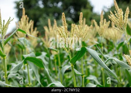 Groupe de cornes sucrées montrant des fleurs ou des glands mâles sur l'allotissement en juillet. Banque D'Images