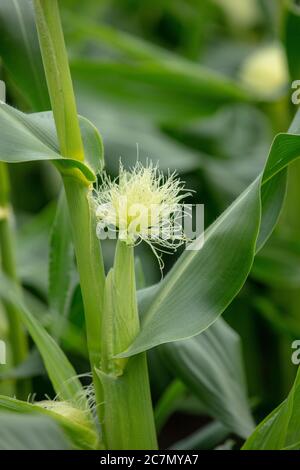 Les soies et les oreilles blanches, qui forment la partie femelle de la plante de maïs doux vue sur l'allotissement en juillet. Banque D'Images