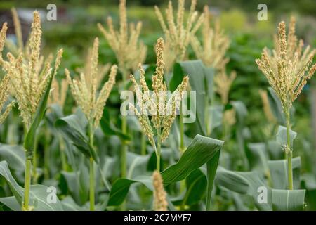 Groupe de cornes sucrées montrant des fleurs ou des glands mâles sur l'allotissement en juillet. Banque D'Images