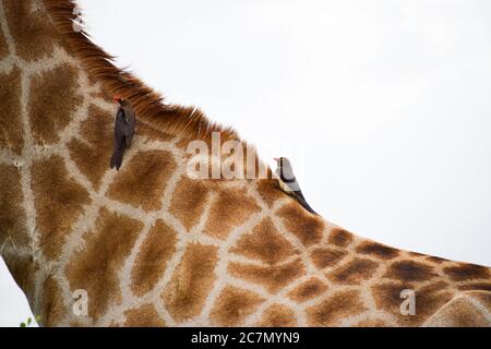 Gros plan d'une girafe avec deux petits oiseaux (Oxpeckers à bec rouge) assis sur son long cou dans le parc national Kruger, Afrique du Sud. Banque D'Images