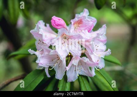 Gros plan sur l'usine de Rhododendron makinoi - Makino rhododendron Banque D'Images