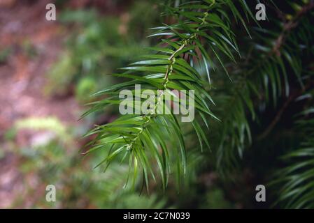 Cunninghamia lanceolata, nom commun Cunninghamia ou sapin de Chine Banque D'Images