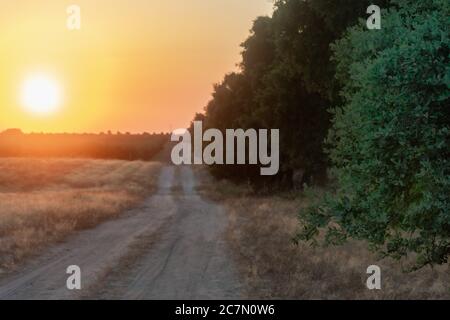 Route de terre dans le champ, avec des arbres d'un côté et champs de récolte avec le soleil de l'autre côté. Banque D'Images