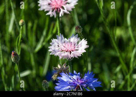 Gros plan des fleurs de bleuets roses et blanches Centaurea cyanus avec petits coléoptères Banque D'Images