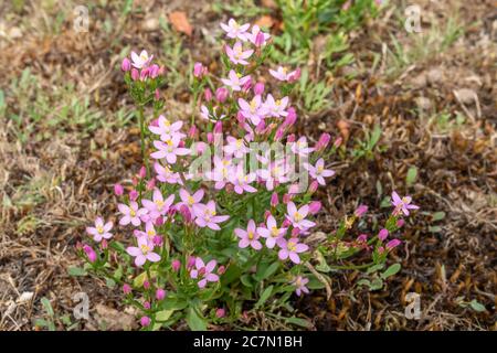 Fleurs sauvages roses de Centaurium erythraea en juillet, Royaume-Uni Banque D'Images