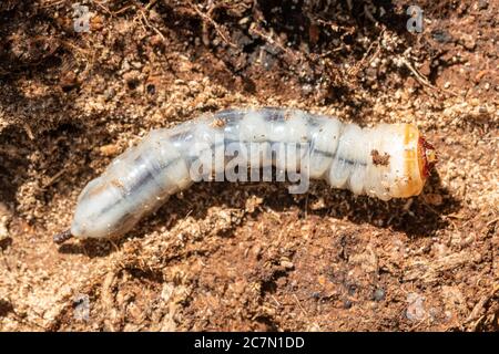 Larve du dendroctone (Prionus coriarius), espèce de dendroctone du longhorn, Royaume-Uni Banque D'Images