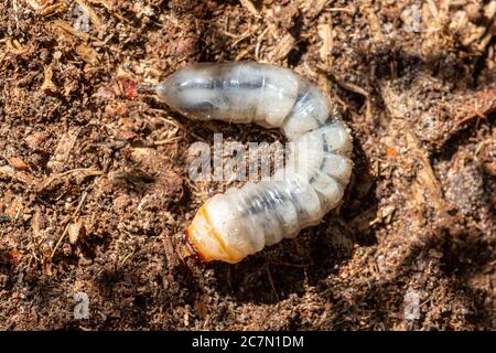 Larve du dendroctone (Prionus coriarius), espèce de dendroctone du longhorn, Royaume-Uni Banque D'Images