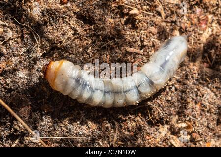 Larve du dendroctone (Prionus coriarius), espèce de dendroctone du longhorn, Royaume-Uni Banque D'Images