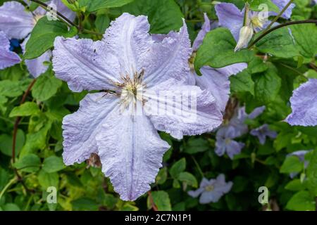 Fleurs d'ange bleu Clematis (aniol bleu clair), gros plan de fleur mauve pâle, Royaume-Uni, juillet Banque D'Images