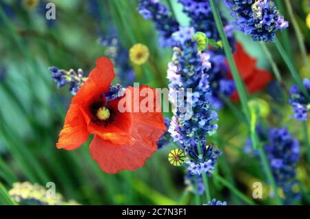 Fleur de pavot entre lavande. Bouquet de fleurs parfumées dans les champs de lavande de la Provence française au lever du soleil Banque D'Images