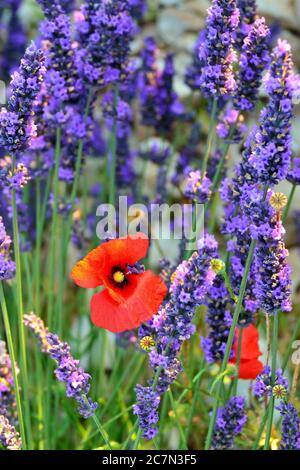 Fleur de pavot entre lavande. Bouquet de fleurs parfumées dans les champs de lavande de la Provence française au lever du soleil Banque D'Images