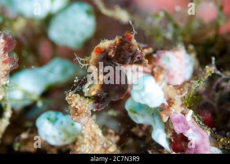 Pygmy Seahorse de Pontoh, Hippocampus pontohi, site de plongée de Lekuan, Manado, Sulawesi, Indonésie, Océan Pacifique Banque D'Images