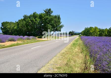 Vider la route asphaltée le long des champs de lavande. Plateau de Valensole, Provence, France Banque D'Images