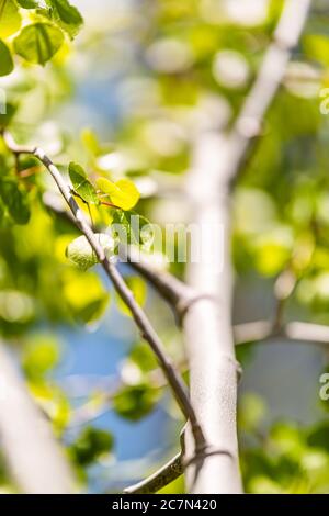 Parc forestier national de Santa Fe montagnes avec macro de gros plan de jeune peuplier vert au printemps ou en été vue des feuilles de feuillage et de bokeh flou Banque D'Images