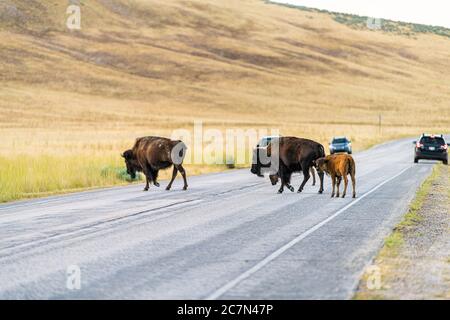 Famille de bisons avec troupeau de veaux traversant la route sur le parc national d'Antelope Island près de Great Salt Lake City dans l'Utah, États-Unis Banque D'Images