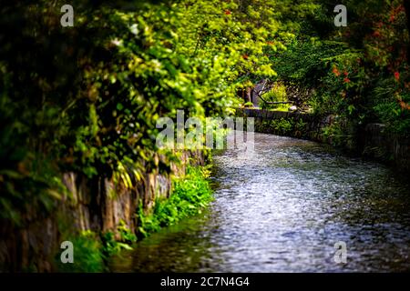 Kyoto, Japon quartier résidentiel au printemps avec l'eau du canal de la rivière Takase en avril avec des arbres verts le long de la voie navigable Banque D'Images