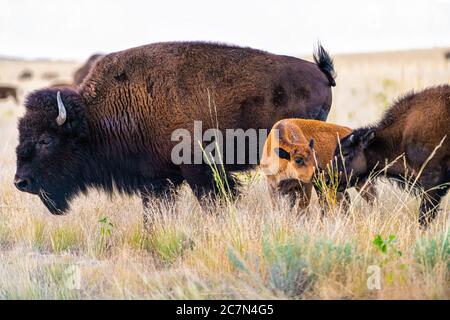 Deux jeunes bisons de veau adorables dans la vallée du parc national d'Antelope Island, dans l'Utah, en été, avec paysage sec et troupeau Banque D'Images