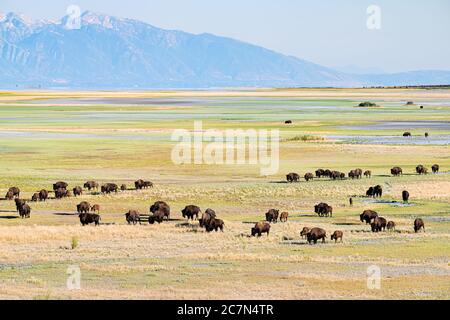 Vue panoramique de nombreux bisons sauvages troupeau dans la vallée dans le parc national d'Antelope Island dans l'Utah en été pâturage sur l'herbe avec ciel et montagnes Banque D'Images