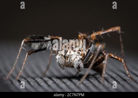 Photo d'une araignée sauteuse (Portia sp) assise sur un sac en nylon en direction de gauche Banque D'Images