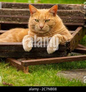 Chat dans un tas de bois Banque D'Images