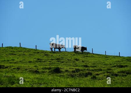 Deux vaches de race brune suisse paissent les pâturages au sommet de la colline. Le pâturage est entouré par des clôtures électriques. Ciel bleu sur le fond. Banque D'Images