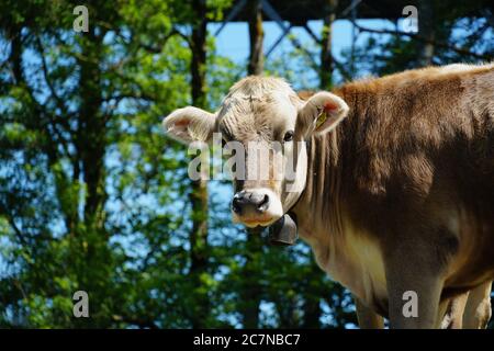 Tête de vache, race de sourcils suisse, vue de face. Photo prise sur le pâturage sur le sentier du pont Saint-Gall en Suisse. Banque D'Images