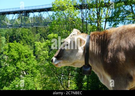 Tête d'une vache, le front de mer suisse se reproduit en vue latérale avec une cloche de vache typique sur le cou. Photo prise sur le pâturage entourant le pont de Saint-Gall. Banque D'Images