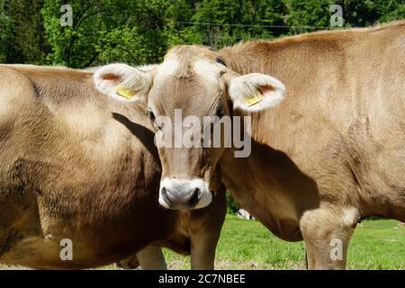 Tête d'une vache, race de front suisse, penchée sur le corps d'une autre vache. Photo prise sur le pâturage entourant le pont de Saint-Gall. Banque D'Images