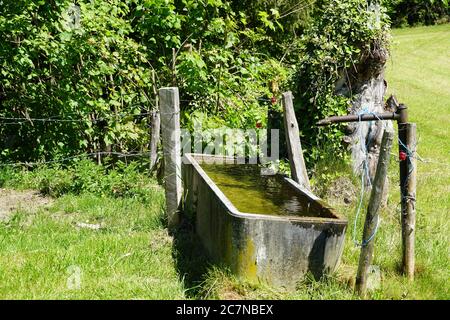 Lieu d'arrosage consistant en une mangeoire ou une mangeoire et un robinet d'eau sur un pâturage pour maintenir les bovins ou le bétail hydratés pendant le pâturage sur le pâturage. Banque D'Images