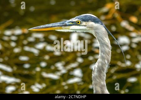 Sarasota, USA, le 18 juillet 2020 - UN héron bleu à la recherche de poissons dans un étang à Sarasota, Floride. Crédit: Enrique Shore/Alamy stock photo Banque D'Images