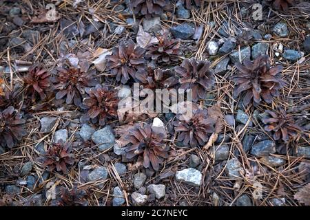 Plusieurs cônes de pin sur le sol du parc. Fond naturel, texture. Banque D'Images