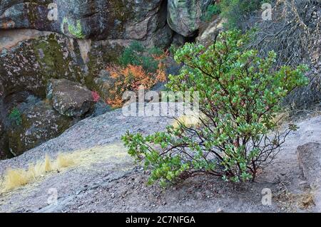 Le parc national des Pinnacles, situé entre Pinnacles et Soledad California, est un paysage accidenté et de beauté qui protège une région montagneuse à l'est de la vallée de Salinas Banque D'Images