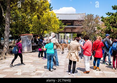 Nara, Japon - 15 avril 2019: Personnes de nombreux étrangers touristes touristes foule marchant sur les terrains de rue du temple Todaji dans la ville pendant la journée avec sika de Banque D'Images