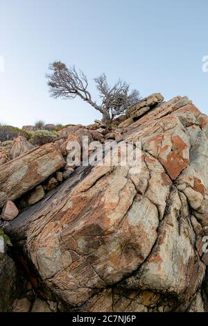 Un arbre qui pousse au sommet d'une falaise Banque D'Images