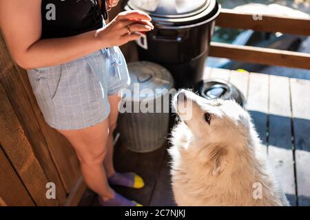 Gros plan de jeune blanc grand pyrenees chien regardant la personne propriétaire dehors à la maison terrasse porche arrière maison de ferme qui veut traiter faire l'astuce obéissant Banque D'Images