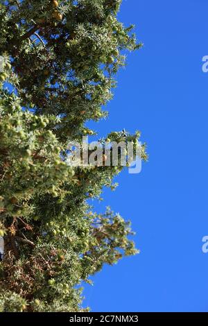 Arbre tropique sauvage juniperus oxycedrus famille des cèdres berriés cupressaceae fond moderne impression de haute qualité Banque D'Images