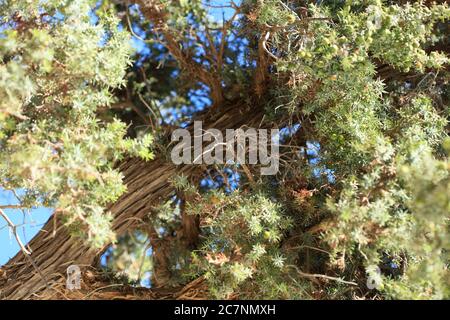 Arbre tropique sauvage juniperus oxycedrus famille des cèdres berriés cupressaceae fond moderne impression de haute qualité Banque D'Images