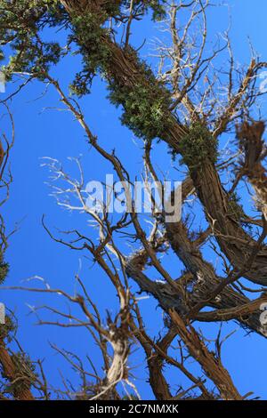 Arbre tropique sauvage juniperus oxycedrus famille des cèdres berriés cupressaceae fond moderne impression de haute qualité Banque D'Images