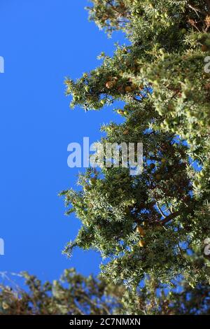 Arbre tropique sauvage juniperus oxycedrus famille des cèdres berriés cupressaceae fond moderne impression de haute qualité Banque D'Images