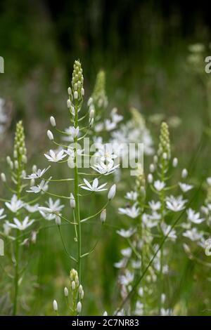 Ornithogalum manum - Star of Bethlehem fleurit dans les jardins de bois d'Evenley, Northamptonshire, Royaume-Uni Banque D'Images