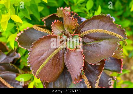 Belle plante de feuille de cuivre sous la lumière du soleil au jardin. Banque D'Images