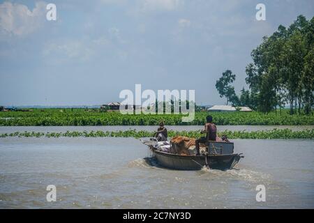 Bogura, Bangladesh. 16 juillet 2020. Les gens qui déplacent leurs biens et leurs bovins sur un bateau pendant les inondations.au moins 1.5 millions de personnes ont été touchées, les maisons et les routes des villages étant inondées. Selon les responsables du Centre de prévision et d'alerte des inondations (FFWC), la situation des inondations dans 15 districts du nord et du centre est due à l'augmentation des niveaux d'eau des principaux fleuves, y compris le Brahmaputra, Jamuna, Padma, Teesta et Dharla. Crédit : Zabed Hasnain Chowdhury/SOPA Images/ZUMA Wire/Alay Live News Banque D'Images