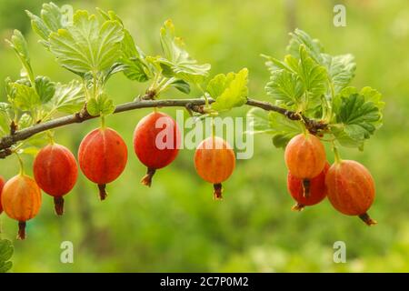 Branche de groseille rouge mûre dans le jardin de près Banque D'Images