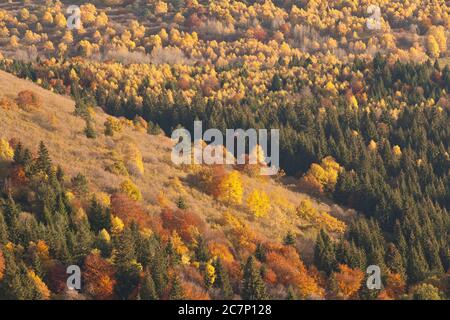 Vue d'ensemble de la forêt d'automne en Auvergne, Puy de Dome, Clermont Ferrand, France, massif Central Banque D'Images